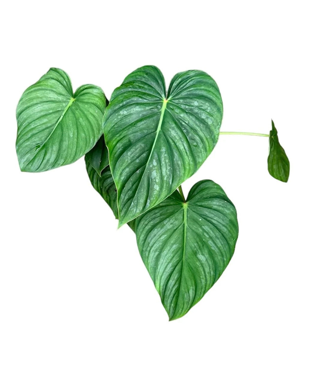 Philodendron Pastazanum