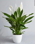 Peace lily or Spathiphyllum Vivaldi