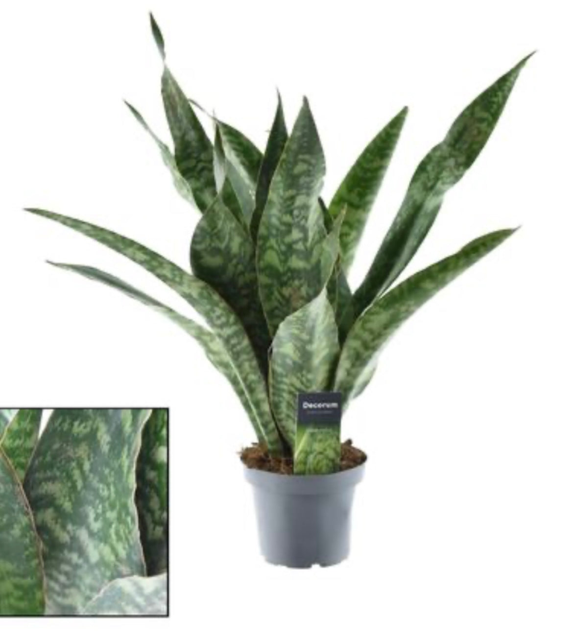 Sansevieria Aubrytniana Dragon