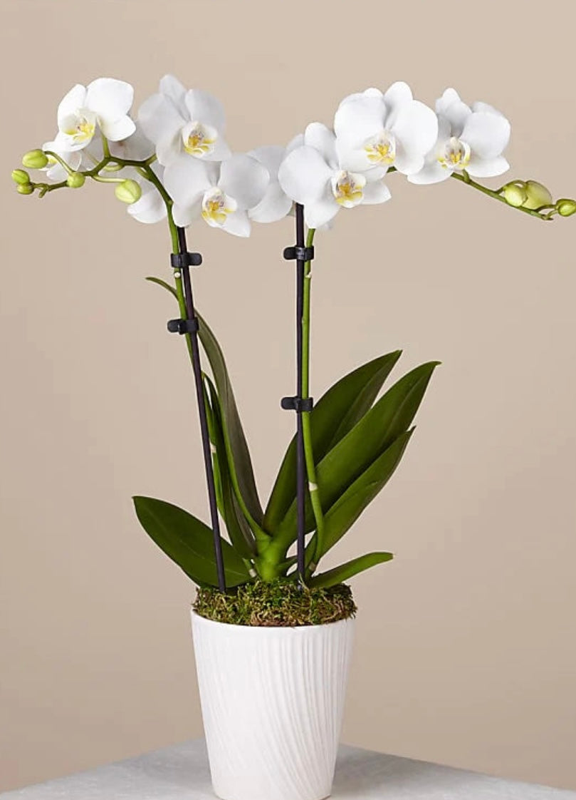 White Phalaenopsis Orchid