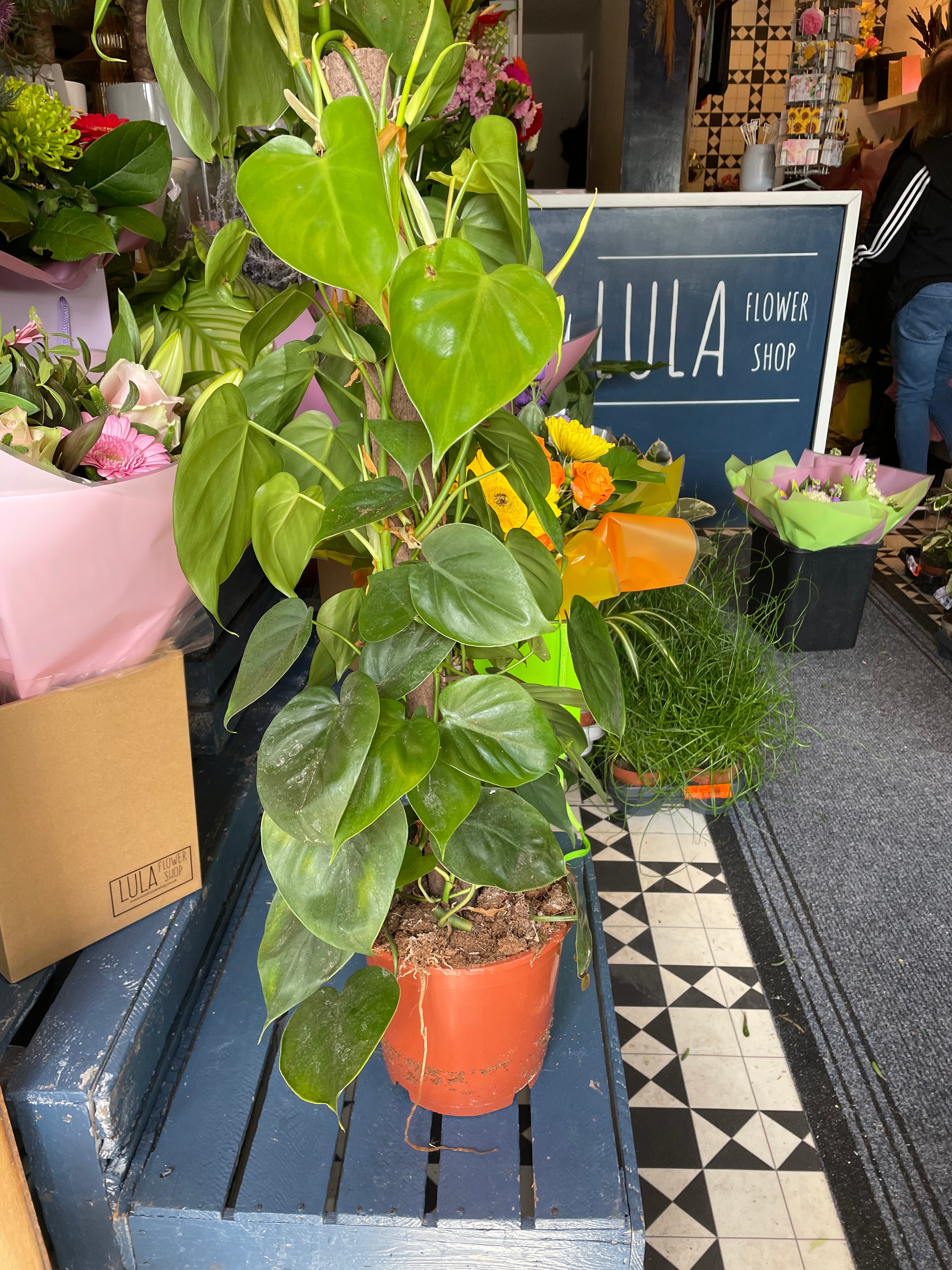 Philodendron sweetheart