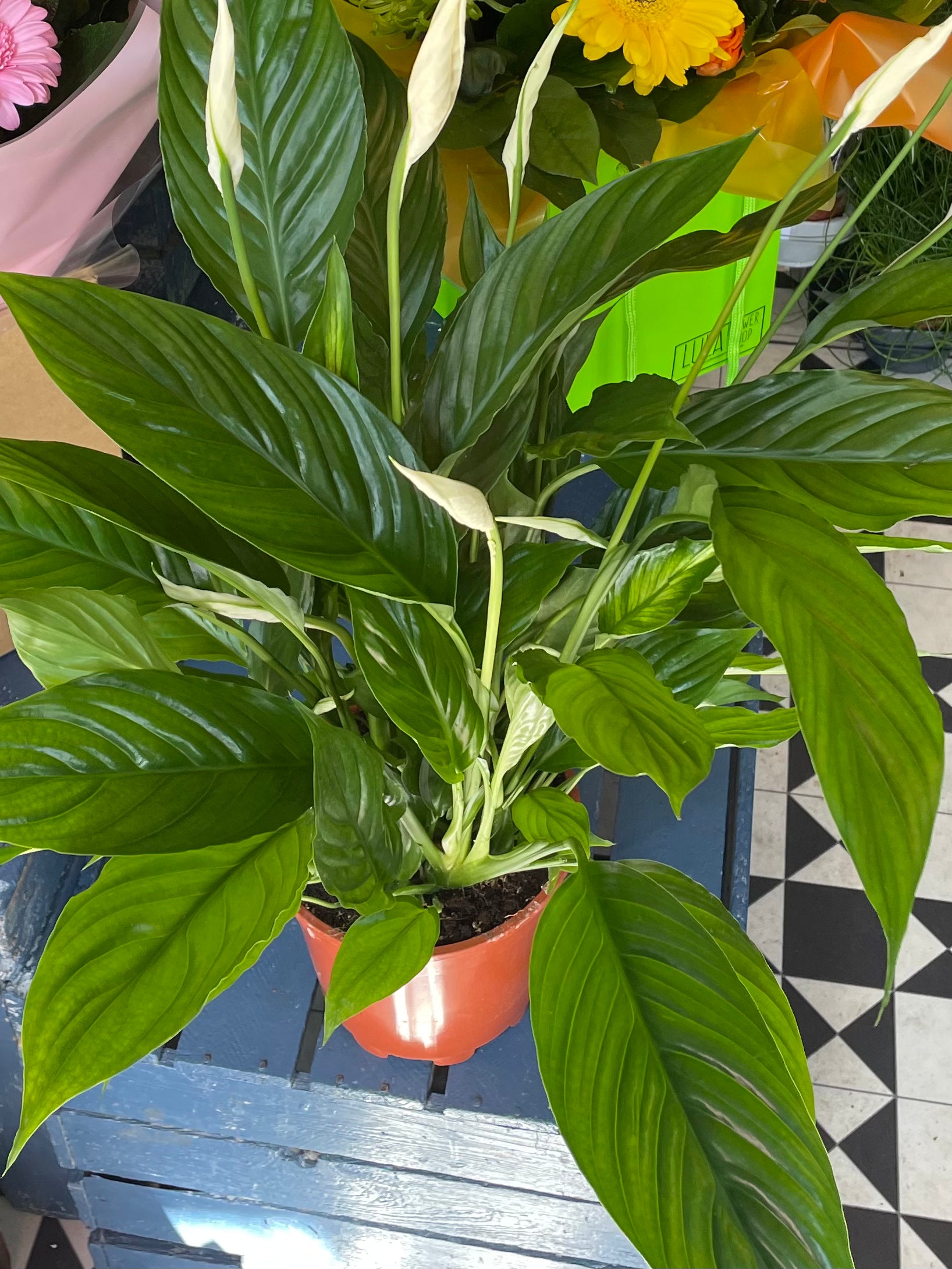 Peace lily