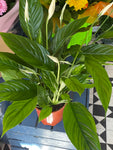 Peace lily
