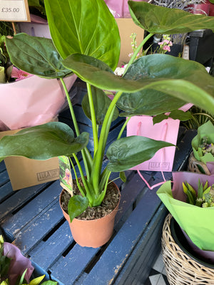 Alocasia
