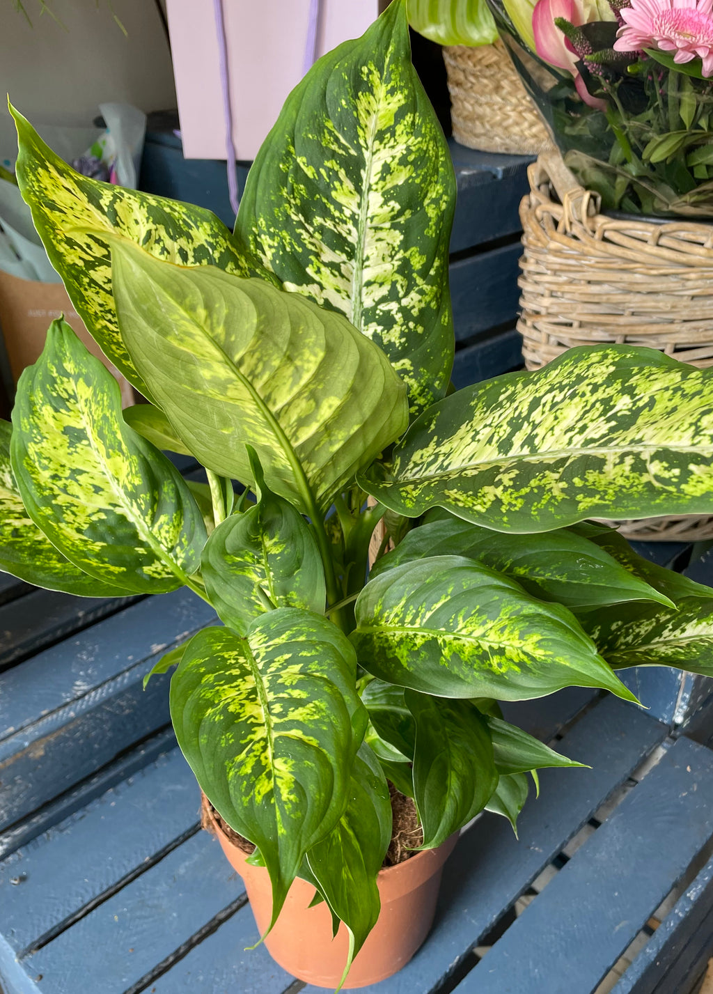 Dieffenbachia