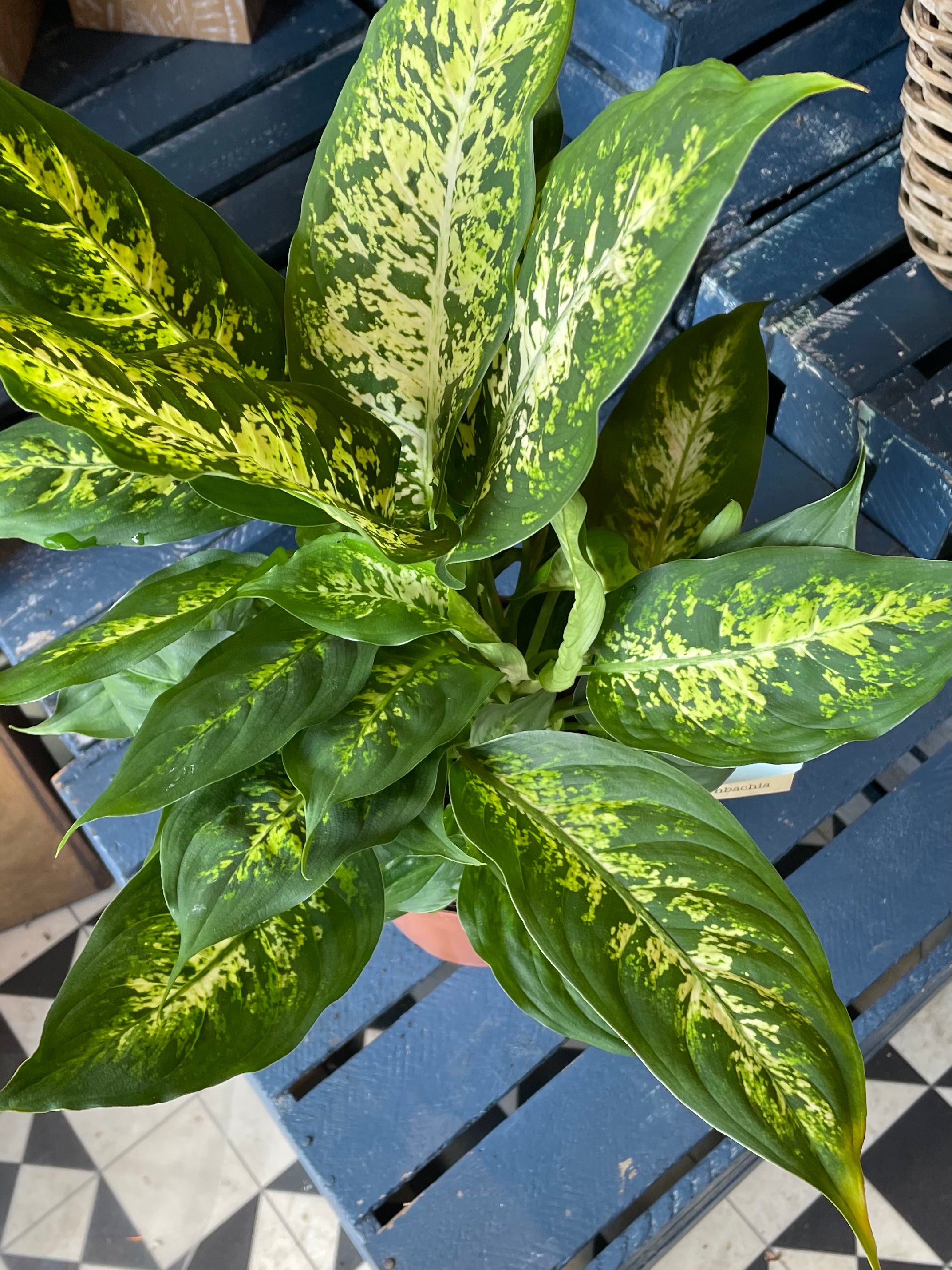 Dieffenbachia