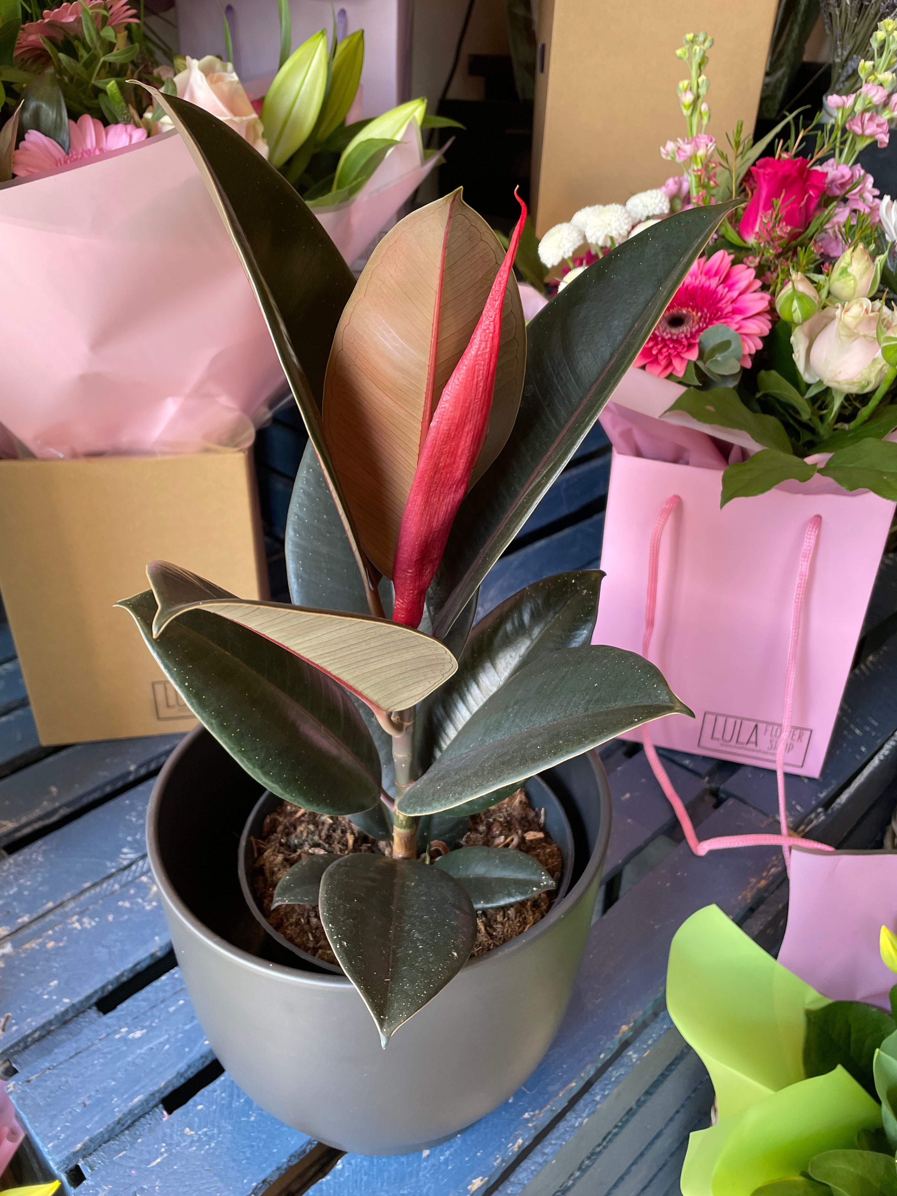 Rubber plant & Pot