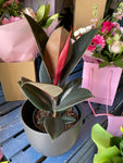 Rubber plant & Pot