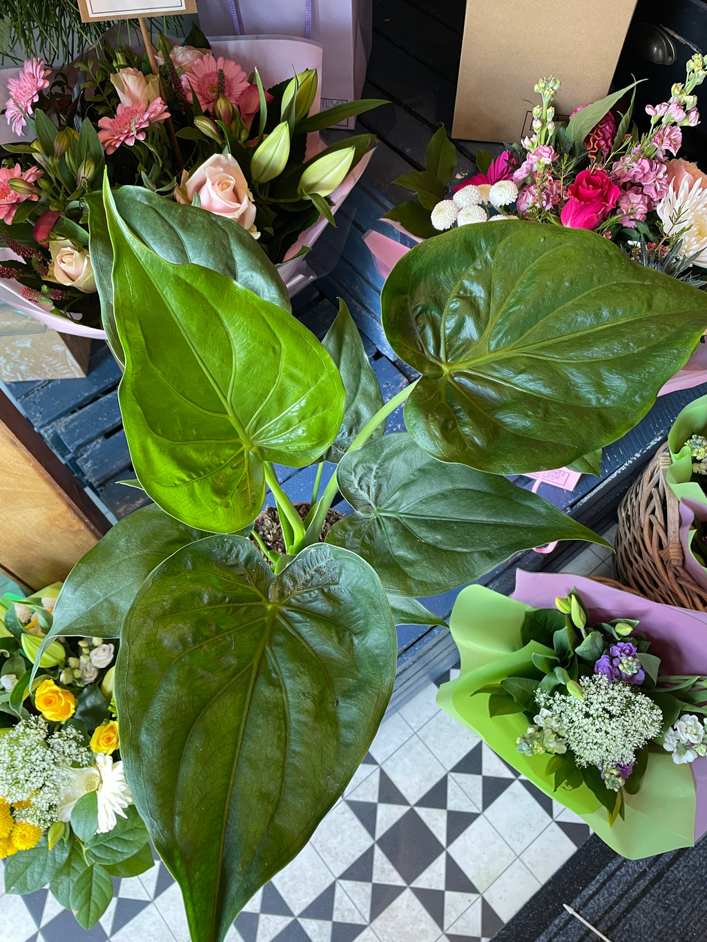 Alocasia