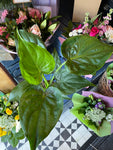 Alocasia