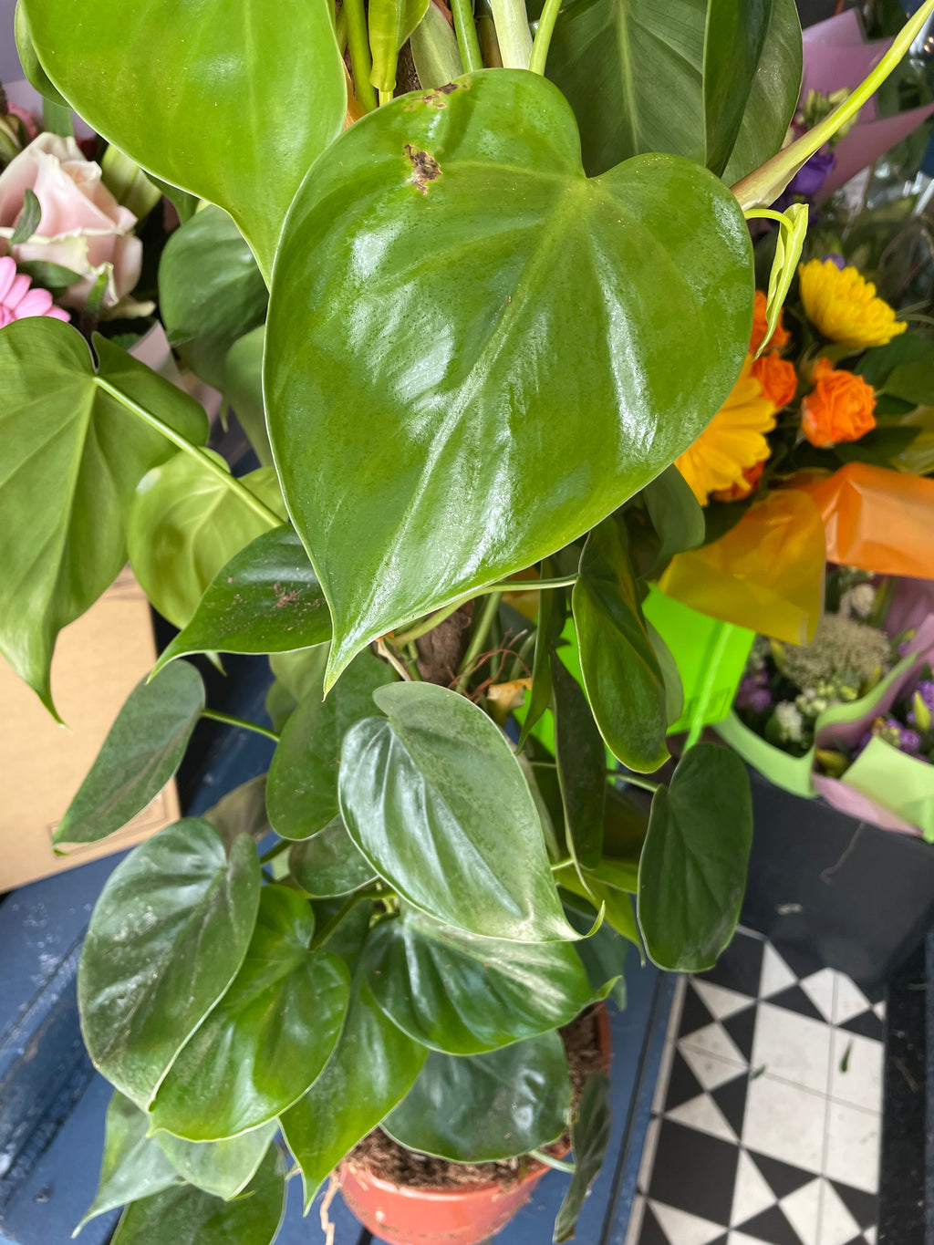 Philodendron sweetheart