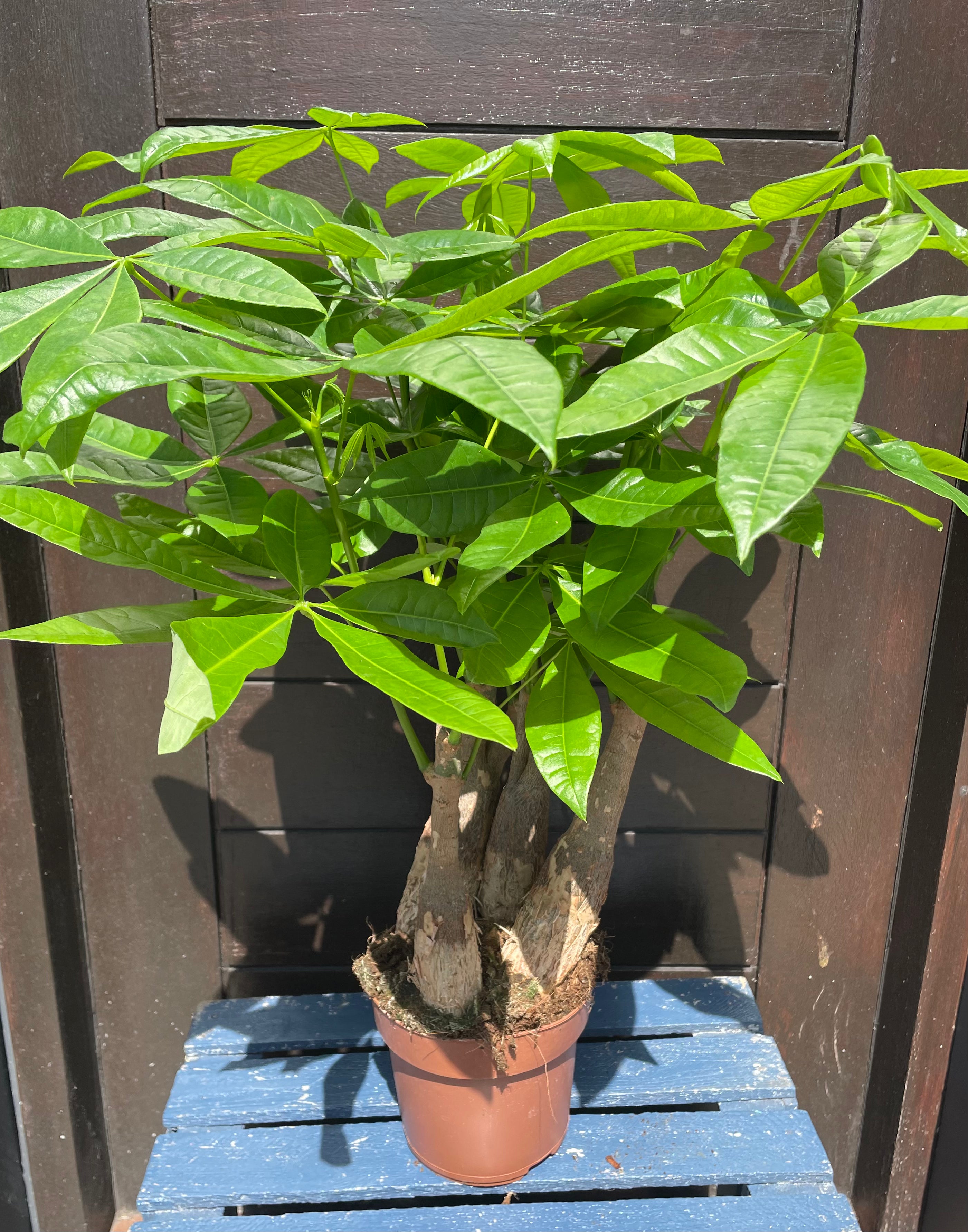 Pachira Aquatica