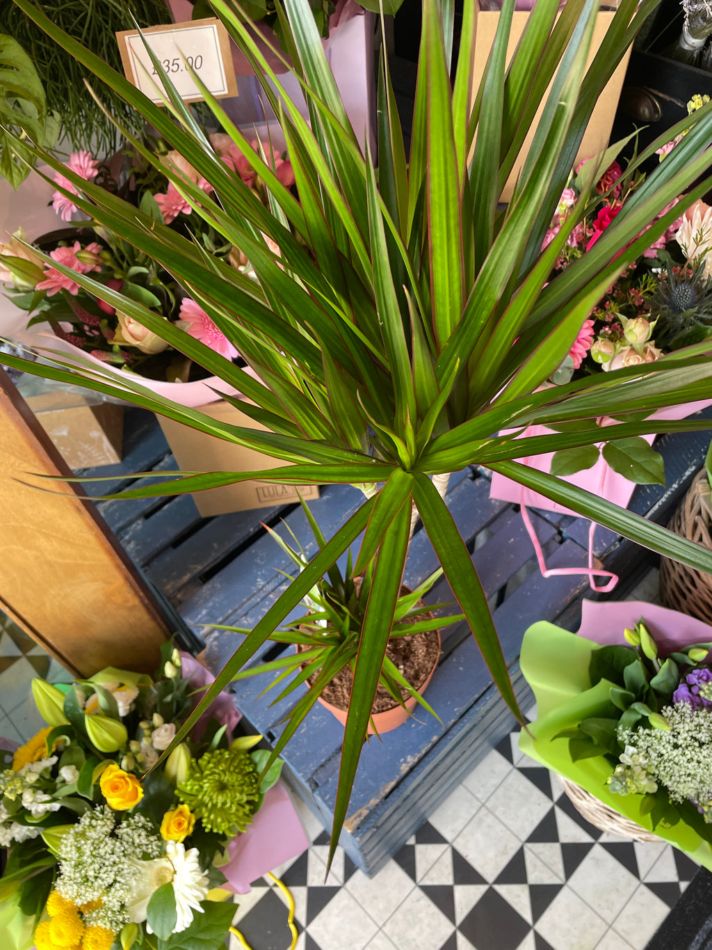 Dracena