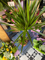 Dracena