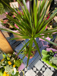 Dracena