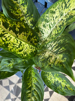 Dieffenbachia