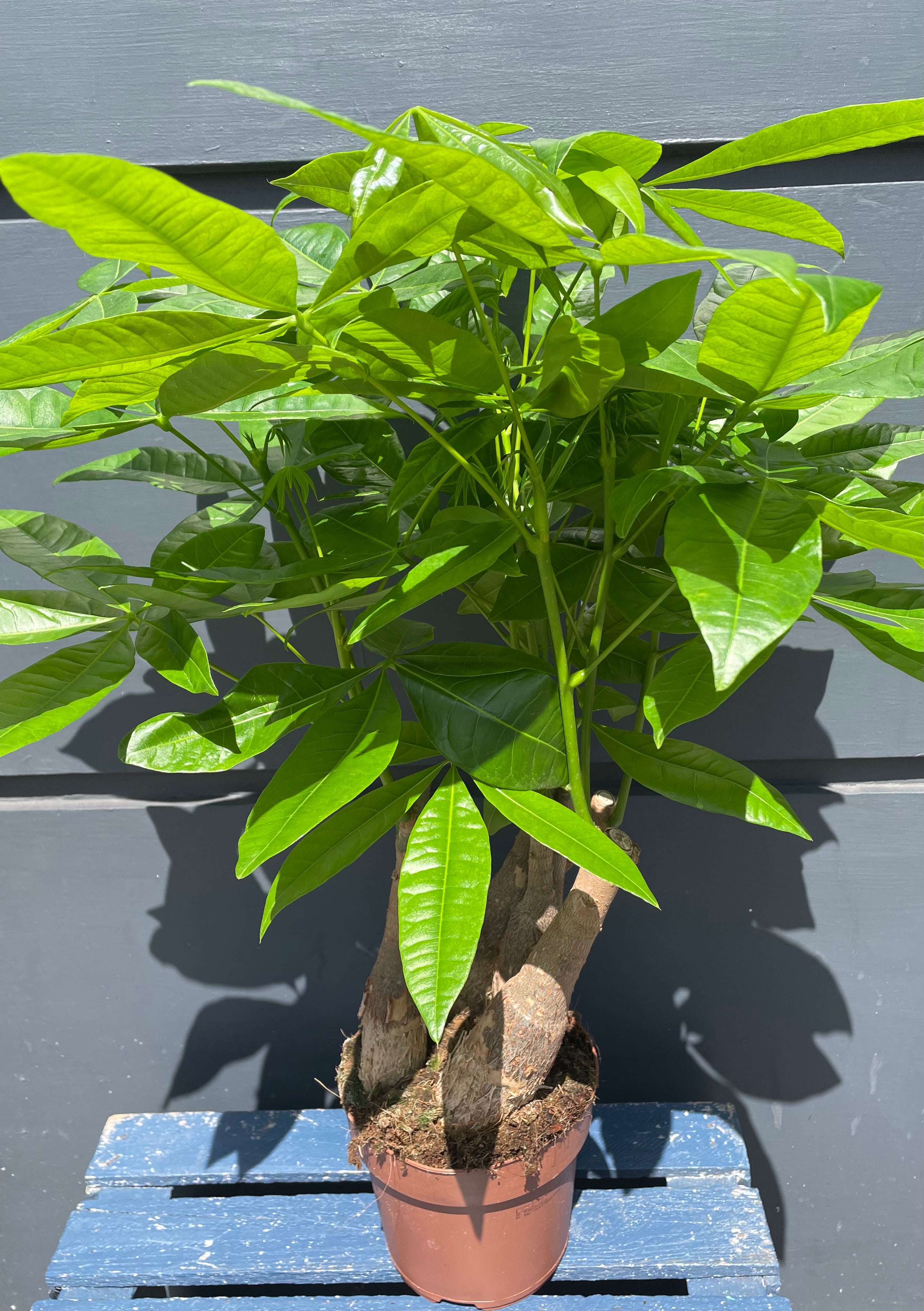 Pachira Aquatica