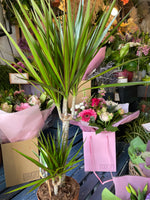 Dracena