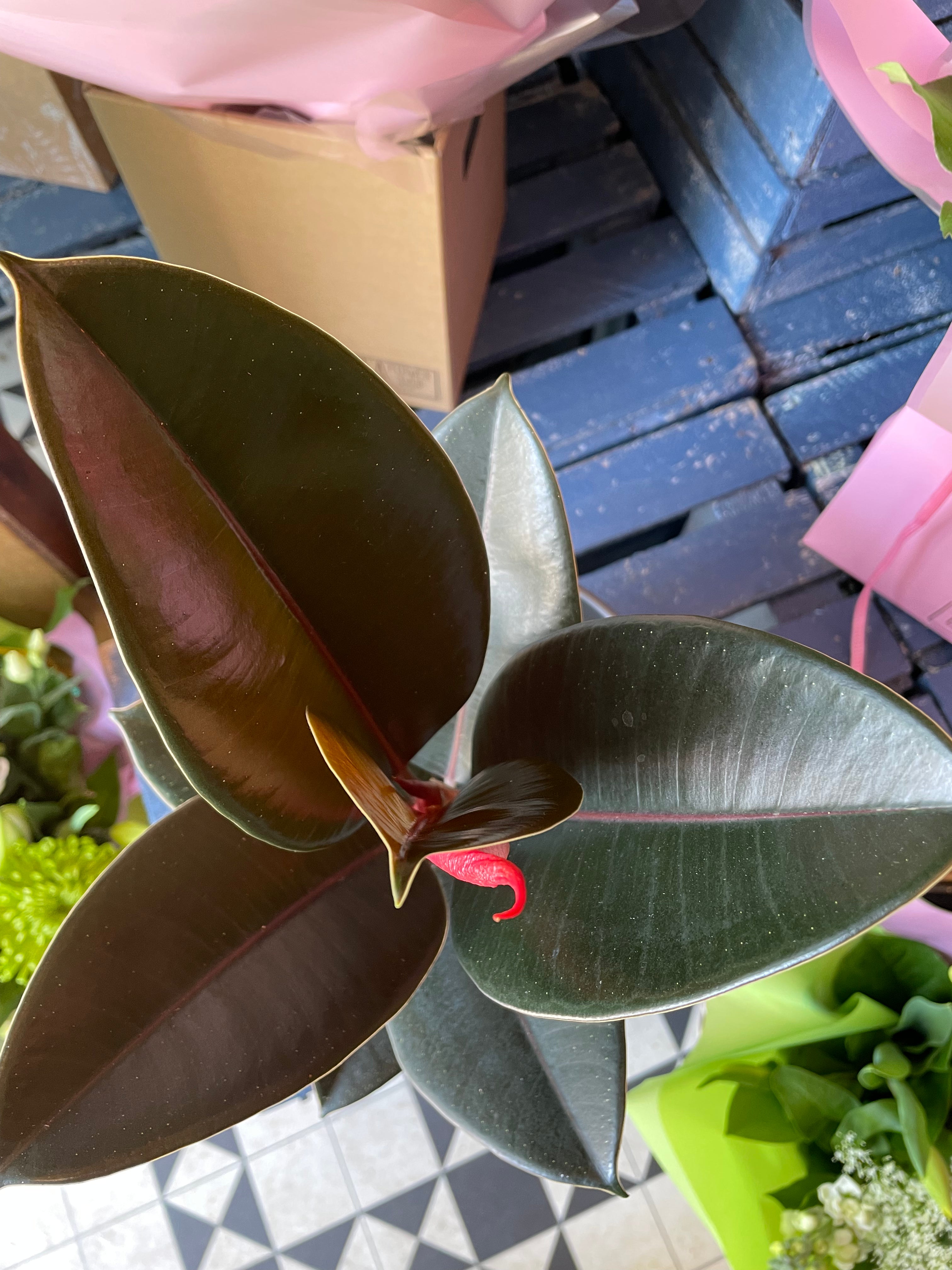 Rubber plant & Pot