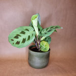 Maranta Kerchoveana